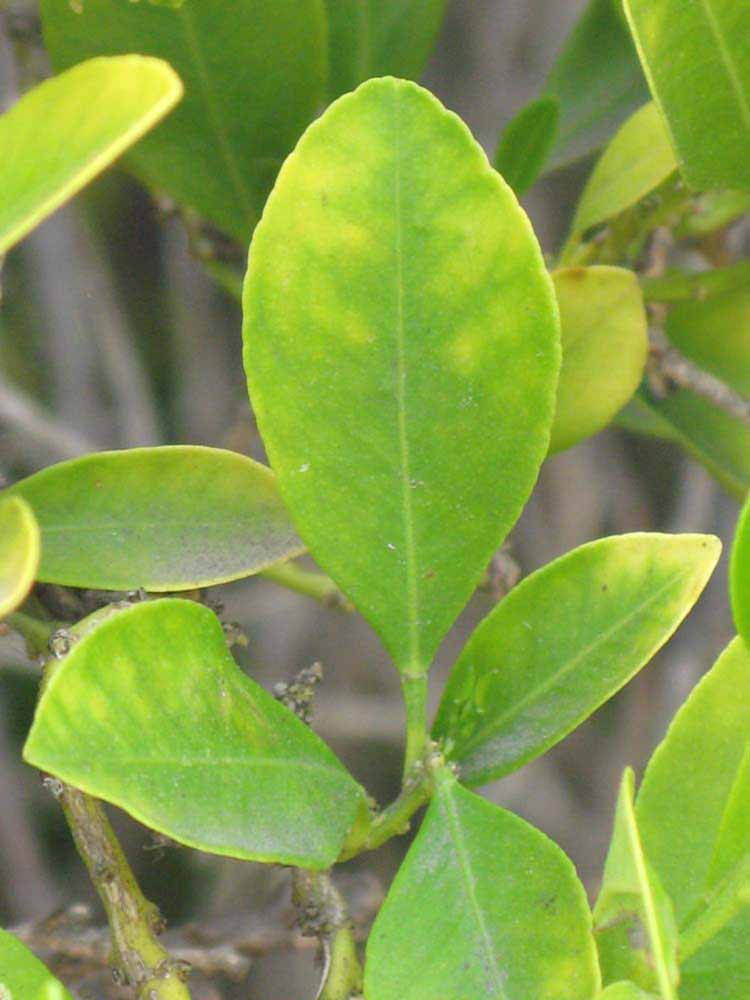              Unifoliolate leaf of  Citrus reticulata    x  Fortunella  sp.        (Calamondin, Riverside,   CA)       
